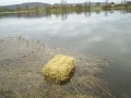 Bilder allerlei 279