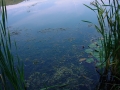 DSC00229