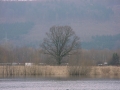 Eiche 4