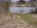 Fischreiher 4