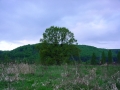 eiche fürhling3